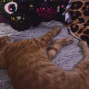 Simba participe au concours pour gagner de l'argent avec cette photo : cat, ginger_cat, plush_toy, star_pattern, blanket, leopard_print, cushion, sleeping_cat, indoor, pet, feline, resting, soft_texture, cozy, animal, furniture, home, relaxation, cute, domestic