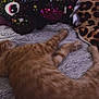 cat, ginger_cat, plush_toy, star_pattern, blanket, leopard_print, cushion, sleeping_cat, indoor, pet, feline, resting, soft_texture, cozy, animal, furniture, home, relaxation, cute, domestic