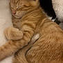 cat, orange_tabby, sleeping, fur, cozy, paw, tail, pet, animal, cute, resting, feline, soft, closeup, indoor, comfort, whiskers, relaxed, nap, warm