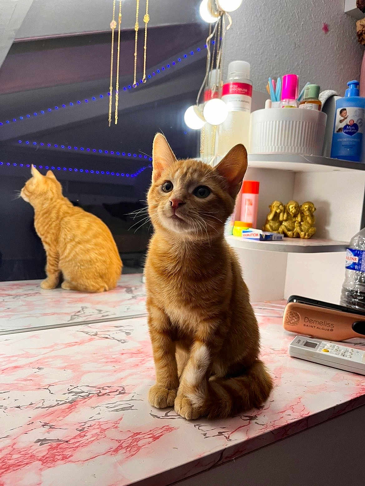 Simba participe au concours pour gagner de l'argent avec cette photo : cat, kitten, orange_tabby, mirror, reflection, countertop, pink_marble, beauty_products, golden_monkeys, figurines, blue_led_lights, room, indoor, curious, sitting, feline, pet, cozy, lighting, decor