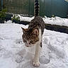 Moon participe au concours pour gagner de l'argent avec cette photo : animal, cat, cold, curious, daylight, exploration, feline, fence, footprints, fur, garden, nature, outdoor, paw_prints, pet, snow, tabby, walking, white_paws, winter