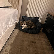 Moon a rejoint le concours — aidez-le/la à gagner de superbes lots ! animal, bed, bedroom, cat, comfort, cozy, floor, furniture, home, indoor, pet_bed, pillow, radiator, relaxation, resting, rug, sleeping, soft_texture, tabby_cat, warm_lighting