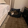 animal, bed, bedroom, cat, comfort, cozy, floor, furniture, home, indoor, pet_bed, pillow, radiator, relaxation, resting, rug, sleeping, soft_texture, tabby_cat, warm_lighting