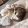 Moon participe au concours pour gagner de l'argent avec cette photo : animal, blanket, cat, comfort, couch, cozy, domestic, fur, furniture, home, indoor, natural_light, pet, relaxed, resting, sleeping, soft, striped_fur, texture, warm_tones