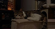 Moon participe au concours pour gagner de l'argent avec cette photo : armrest, blanket, brick_wall, calm, candle, cat, cat_tree, couch, cozy, furniture, home_interior, indoor, mirror, pet, quiet, relaxed, resting, soft_lighting, tabby_cat, tail