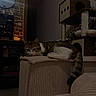 armrest, blanket, brick_wall, calm, candle, cat, cat_tree, couch, cozy, furniture, home_interior, indoor, mirror, pet, quiet, relaxed, resting, soft_lighting, tabby_cat, tail