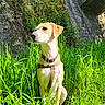 Câline a rejoint le concours — aidez-le/la à gagner de superbes lots ! dog, canine, pet, sitting, outdoor, grass, tall_grass, nature, greenery, stone_bridge, moss, stone_wall, sunlight, collar, harness, leash, portrait, animal, alert, park