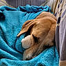 Câline a rejoint le concours — aidez-le/la à gagner de superbes lots ! dog, puppy, sleeping, brown_fur, floppy_ears, paw, snout, blanket, turquoise, cozy, indoors, couch, cushions, bed, resting, cute, pet, portrait, soft_texture, relaxed
