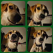 Câline a rejoint le concours — aidez-le/la à gagner de superbes lots ! dog, canine, pet, portrait, collage, four_panels, brown_and_white, short_hair, floppy_ears, black_nose, collar, tag, expressive, funny, close_up, indoor, home, kitchen, television, green_border