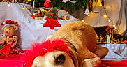 Câline a rejoint le concours — aidez-le/la à gagner de superbes lots ! dog, puppy, christmas, christmas_tree, holiday, festive, ornaments, red_blanket, headband, feathers, sleepy, lying_down, portrait, pet, indoors, decorations, lights, presents, stuffed_toy, cozy