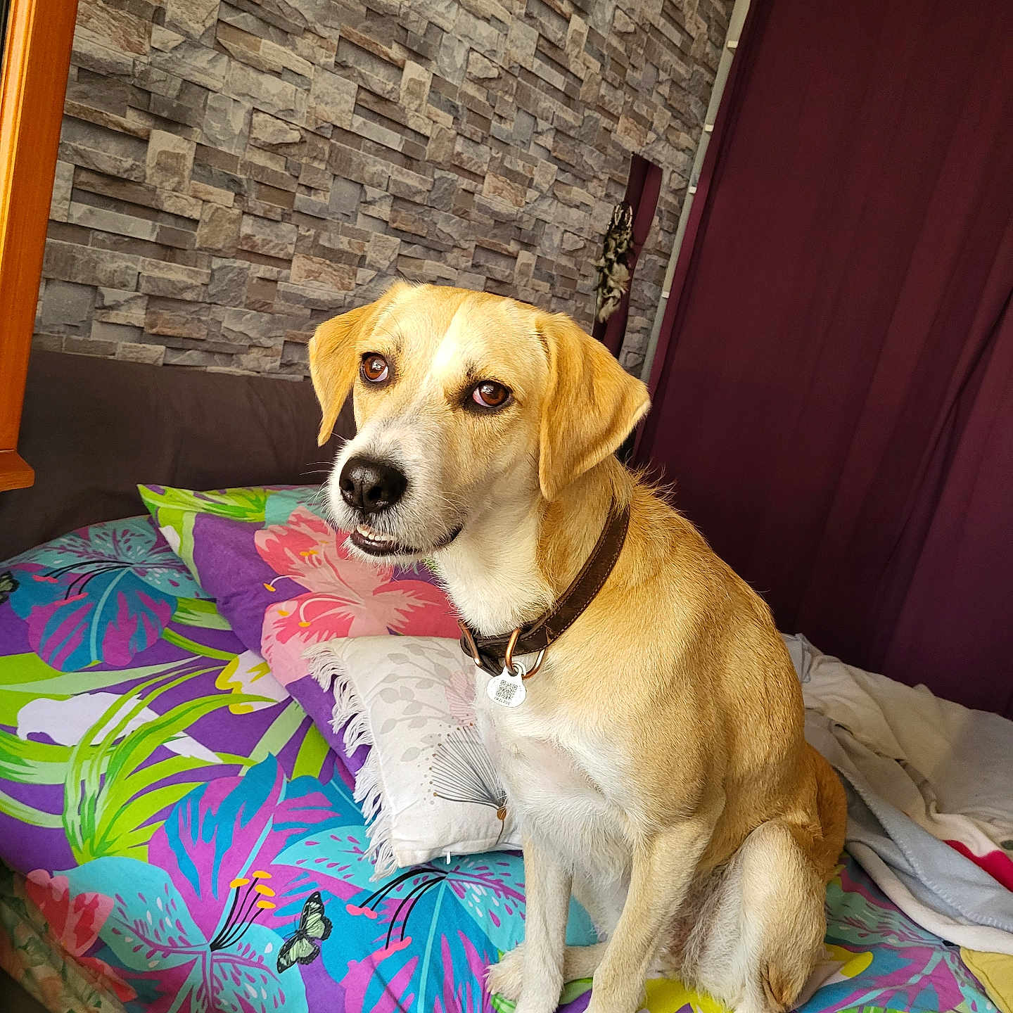 Câline participe au concours pour gagner de l'argent avec cette photo : dog, pet, animal, sitting, portrait, indoors, bed, bedroom, colorful, blanket, pillow, collar, tag, short_hair, tan_fur, white_fur, floppy_ears, brown_eyes, stone_wall, curtain