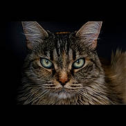 Crapule a rejoint le concours — aidez-le/la à gagner de superbes lots ! animal, cat, close_up, cute, dark_background, domestic_animal, ears, face, feline, focused, fur, green_eyes, indoor, looking_at_camera, mammal, pet, portrait, soft_light, tabby, whiskers