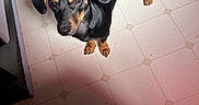 Daisy is registered to the contest to win money with this photo: dog, dachshund, pet, animal, floor, tile_floor, black_dog, small_dog, looking_up, indoors, curious, ears, tail, paws, domestic_animal, companion, cute, canine, fur, standing