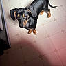 dog, dachshund, pet, animal, floor, tile_floor, black_dog, small_dog, looking_up, indoors, curious, ears, tail, paws, domestic_animal, companion, cute, canine, fur, standing