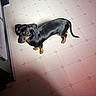 Daisy is registered to the contest to win money with this photo: dog, dachshund, pet, animal, floor, tile_floor, indoor, small_dog, black_dog, brown_paws, vent, shadow, standing, canine, fur, ears, tail, legs, snout, domestic_animal
