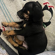 Daisy is registered to the contest to win money with this photo: puppy, dog, sleeping, black_and_tan, blanket, penguin_pattern, cozy, fur, paw, cute, pet, animal, resting, indoor, young, small, soft, warm, comfort, napping