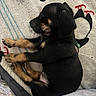 puppy, dog, sleeping, black_and_tan, blanket, penguin_pattern, cozy, fur, paw, cute, pet, animal, resting, indoor, young, small, soft, warm, comfort, napping