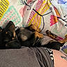 Daisy is registered to the contest to win money with this photo: puppy, dog, sleeping, blanket, colorful, patterned, fur, paw, resting, cute, cozy, indoor, relaxing, animal, pet, companion, nap, small_dog, lying_down, domestic_animal