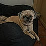 Gizmo joined the competition — help win amazing prizes! dog, pet, indoor, beanbag, small_dog, relaxed, floor, fur, collar, keys, resting, animal, cute, companion, portrait, expression, home, brown, black, tile