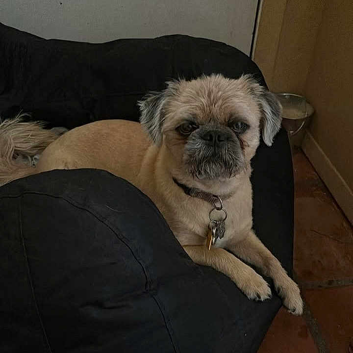Gizmo joined the competition — help win amazing prizes! animal, beanbag, black, brown, collar, companion, cute, dog, expression, floor, fur, home, indoor, keys, pet, portrait, relaxed, resting, small_dog, tile