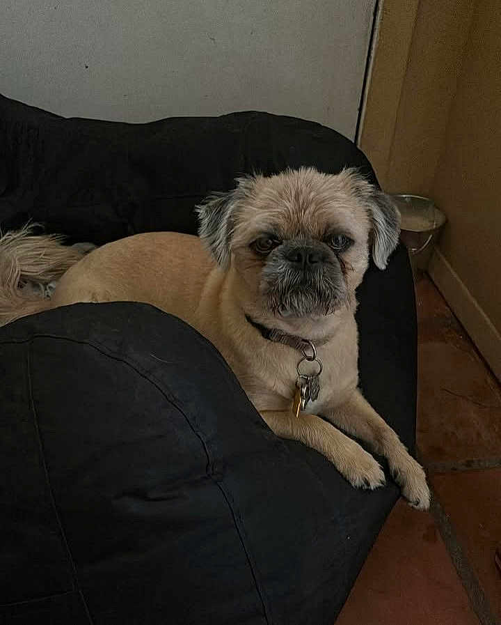 Gizmo