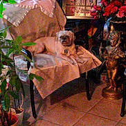 Gizmo joined the competition — help win amazing prizes! dog, chair, indoor, plant, potted_plant, flag, american_flag, flower, red_flower, statue, cherub, floor_tile, blanket, tablecloth, furniture, pet, relaxing, home_decor, cozy, dim_lighting