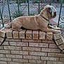 Gizmo is registered to the contest to win money with this photo: dog, brick_wall, fence, outdoor, pet, canine, collar, resting, side_view, fur, garden, backyard, daylight, animal, quiet, relaxed, watching, nature, metal_fence, domestic_animal