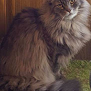 Polar Bear joined the competition — help win amazing prizes!