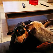 Sweety a rejoint le concours — aidez-le/la à gagner de superbes lots ! animal, bodypart, canine, couch, desk, dog, electronics, finger, furniture, hand, hound, indoors, interiordesign, mobilephone, person, pet, phone, plywood, table, wood