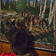 Cody joined the competition — help win amazing prizes! cat, indoor, vase, flowers, red_flowers, tapestry, painting, wolves, forest, trees, mountains, clouds, wood_paneling, perch, dark_cat, animal, decor, nature_scene, cozy, feline