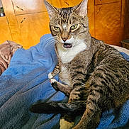 Chips joined the competition — help win amazing prizes! cat, tabby, pet, animal, indoor, feline, whiskers, paws, blanket, resting, fur, mouth_open, ears, green_eyes, wooden_cabinet, cozy, home, relaxed, tongue, tail