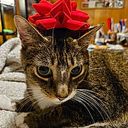 Chips joined the competition — help win amazing prizes! animal, blanket, cat, close_up, cozy, curious, cute, domestic, ears, feline, fur, house, indoor, mammal, pet, portrait, red_bow, resting, tabby, whiskers