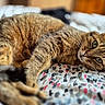 animal, bedspread, blurred_background, cat, close_up, cozy, cute, domestic_cat, feline, fur, green_eyes, indoor, lying_down, patterned_bedspread, pet, relaxed, sleepy, soft_light, tabby_cat, whiskers