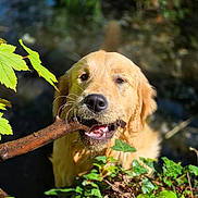 Athos participe au concours pour gagner de l'argent avec cette photo : animal, canine, closeup, dog, forest, golden_retriever, greenery, happy, leaves, mouth, nature, outdoor, pet, plants, playful, puppy, stick, sunlight, water, young
