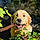 Athos
