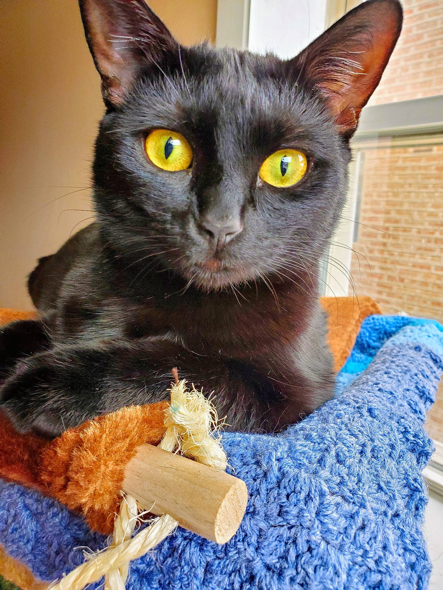 Emy joined the competition — help win amazing prizes! black_cat, blue, carnivore, cat, cat_furniture, cat_supply, cat_toy, claw, domestic_short_haired_cat, electric_blue, felidae, fur, havana_brown, pet_supply, small_to_medium_sized_cats, snout, whiskers