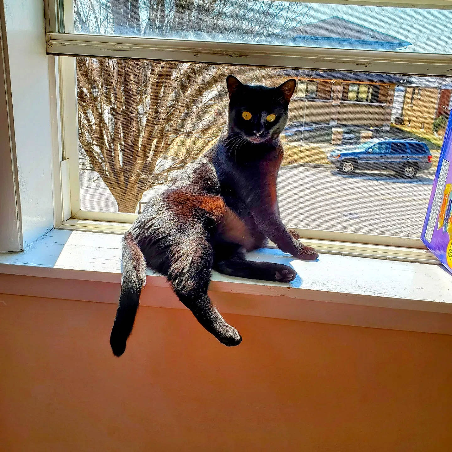 Emy joined the competition — help win amazing prizes! black_cat, bombay, car, carnivore, cat, domestic_short_haired_cat, fawn, felidae, fur, plant, small_to_medium_sized_cats, snout, tail, tire, tree, vehicle, wheel, whiskers, window, wood