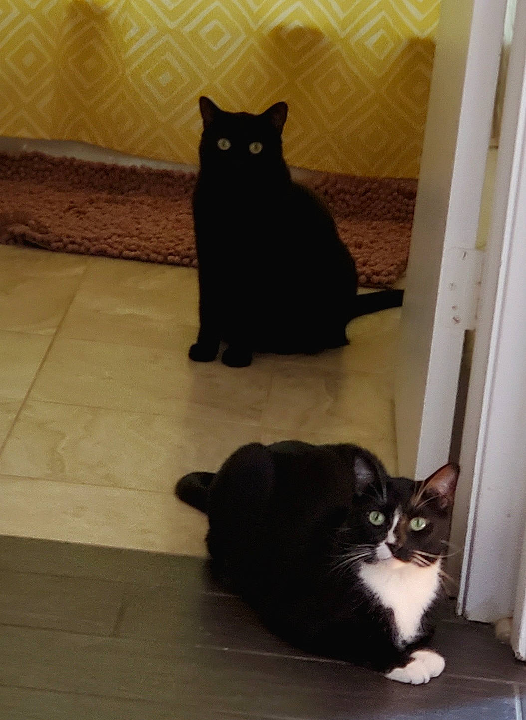 Emy is registered to the contest to win money with this photo: black_cat, bombay, carnivore, cat, domestic_short_haired_cat, felidae, floor, flooring, fur, grey, hardwood, line, room, shadow, small_to_medium_sized_cats, snout, tail, terrestrial_animal, whiskers, wood