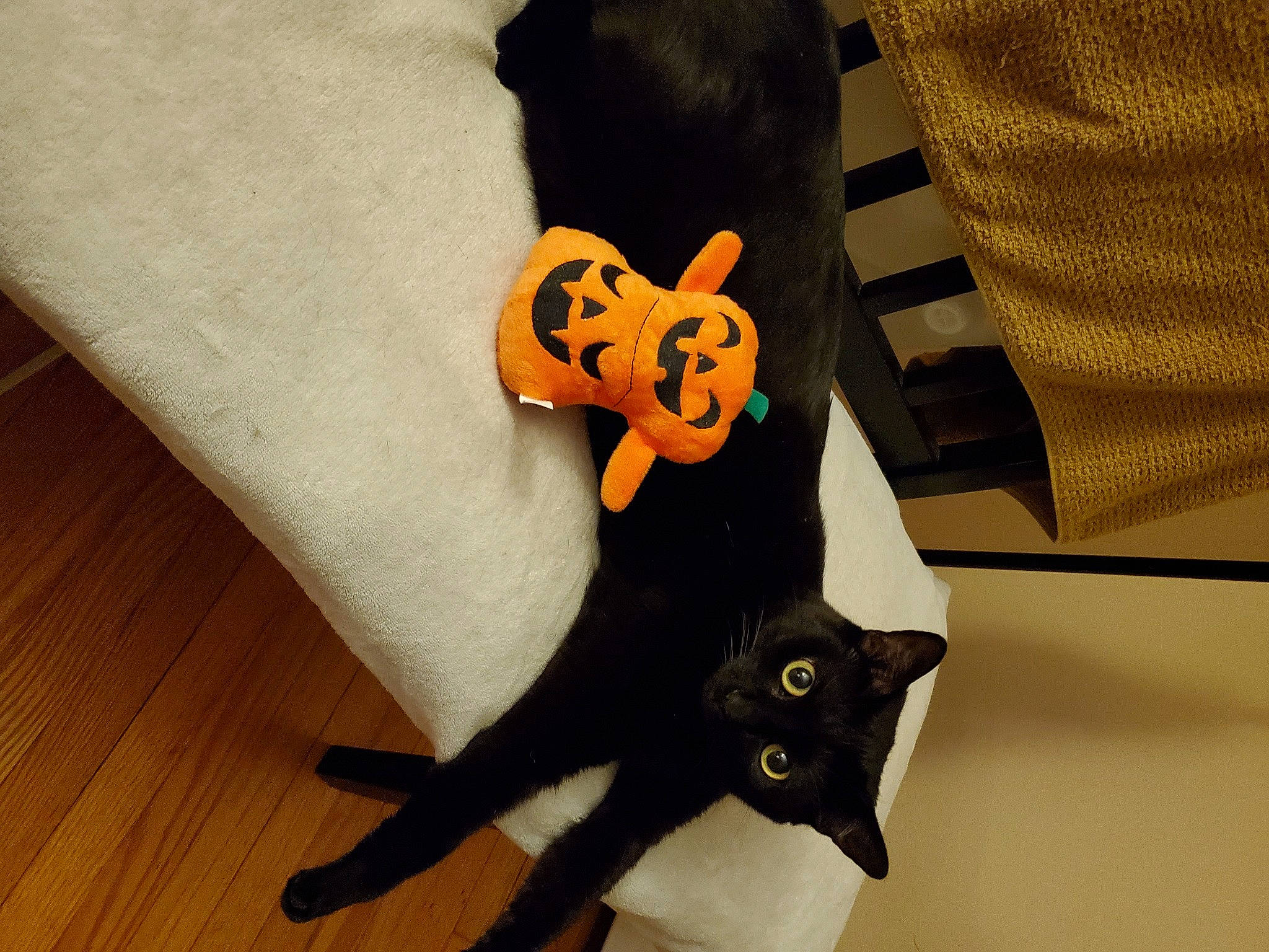 Emy is registered to the contest to win money with this photo: black_cat, bombay, carnivore, cat, chair, comfort, domestic_short_haired_cat, fashion_accessory, felidae, flooring, fur, hardwood, linens, plant, sleeve, small_to_medium_sized_cats, snout, tail, whiskers, wood