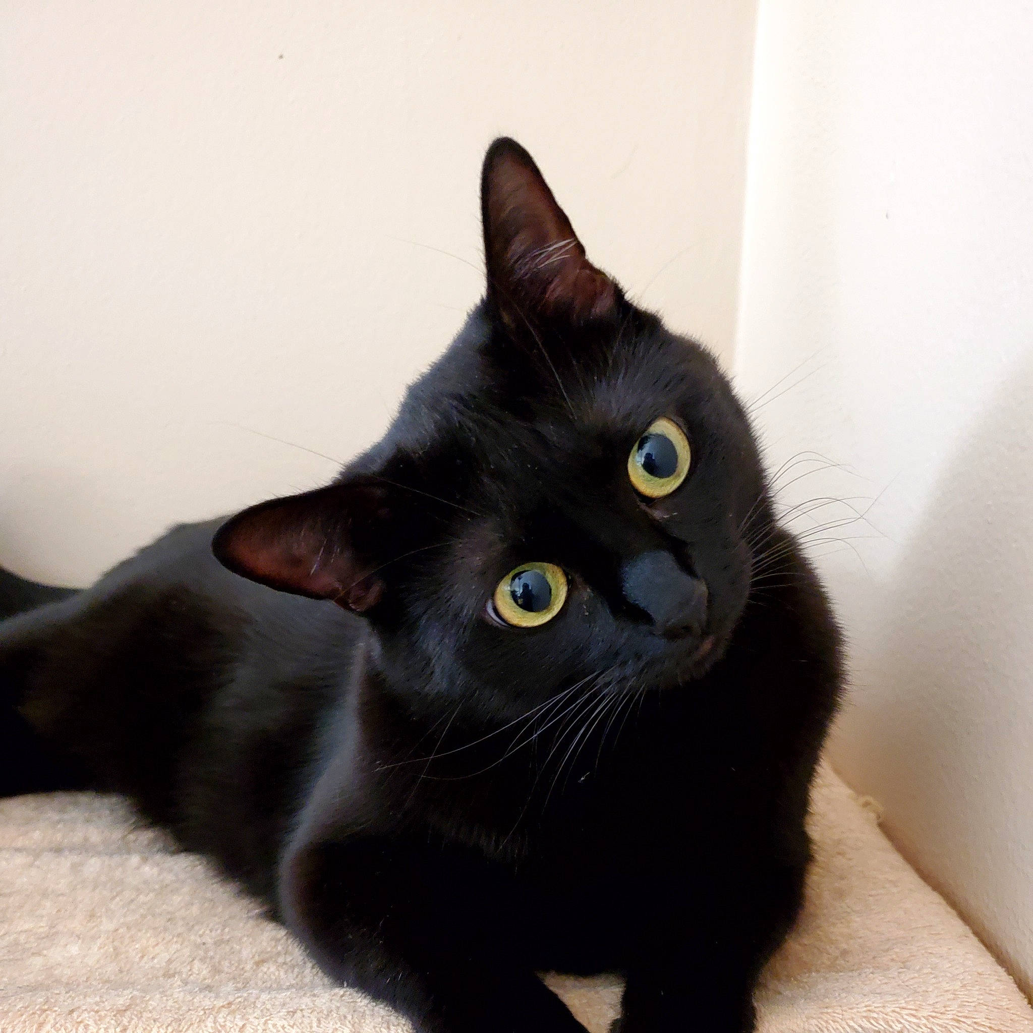 Emy is registered to the contest to win money with this photo: black_cat, bombay, carnivore, cat, domestic_short_haired_cat, felidae, fur, havana_brown, small_to_medium_sized_cats, snout, tail, whiskers