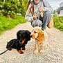 Atom a rejoint le concours — aidez-le/la à gagner de superbes lots ! animal, canine, companion, crouching, cute, dog, ears, friendly, fur, gravel, greenery, leash, nature, outdoor, path, pets, puppy, walking, woman, young