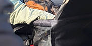 Atom a rejoint le concours — aidez-le/la à gagner de superbes lots ! arm, backseat, black_fur, brown_fur, car_interior, closeup, dachshund, dog, fabric, leisure, person, pet, relaxation, resting, seat, seatbelt, sleeping, sunlight, texture, travel