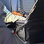 arm, backseat, black_fur, brown_fur, car_interior, closeup, dachshund, dog, fabric, leisure, person, pet, relaxation, resting, seat, seatbelt, sleeping, sunlight, texture, travel