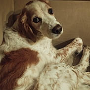 Roucky a rejoint le concours — aidez-le/la à gagner de superbes lots ! armchair, brown_and_white, canine, close_up, cute, dog, floppy_ears, fur, furniture, home, indoor, large_eyes, lounging, nose, pet, photography, portrait, relaxed, sitting, spotted