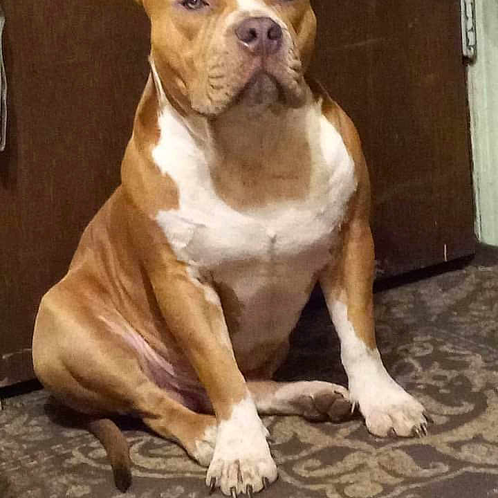 Throttle is registered to the contest to win money with this photo: animal, bostonbull, boxer, bulldog, canine, dog, frenchbulldog, pet, pitbull, puppy, snout