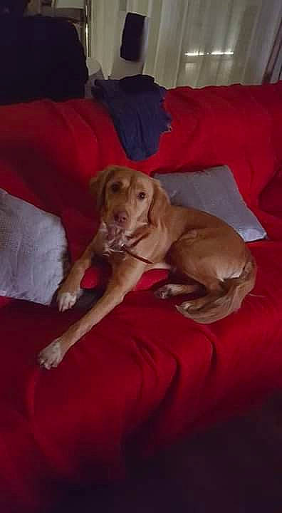 Laika a rejoint le concours — aidez-le/la à gagner de superbes lots ! broholmer, canidae, carnivore, dog, dog_breed, fawn, furniture, guard_dog, lurcher, mammal, puppy, rhodesian_ridgeback, saluki, sporting_group, vizsla, whippet