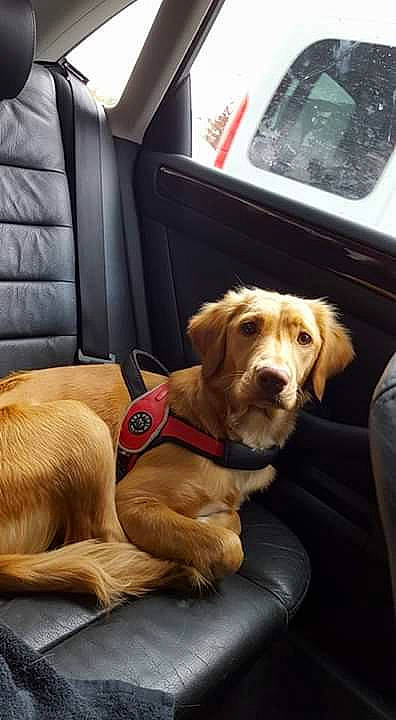 Laika a rejoint le concours — aidez-le/la à gagner de superbes lots ! auto_part, canidae, car, car_seat, carnivore, companion_dog, dog, dog_breed, family_car, golden_retriever, labrador_retriever, puppy, retriever, seat_belt, sporting_group, transport, vehicle, vehicle_door, wheel