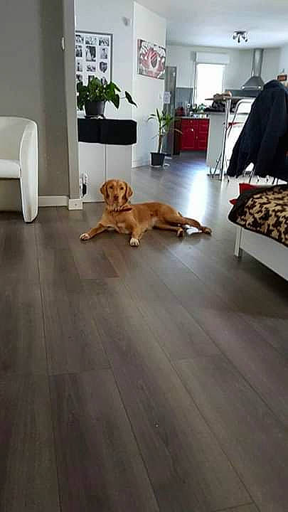 Laika participe au concours pour gagner de l'argent avec cette photo : canidae, carnivore, companion_dog, dog, dog_breed, fawn, floor, flooring, golden_retriever, hardwood, home, interior_design, laminate_flooring, room, sporting_group, tile, wood, wood_flooring