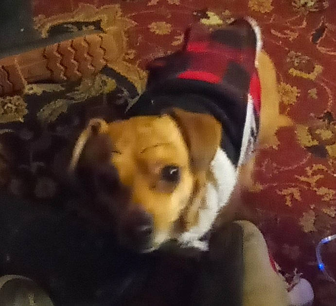 Gummy Bear Laddy joined the competition — help win amazing prizes! canidae, carnivore, companion_dog, costume_hat, dog, dog_breed, dog_clothes, dog_supply, fawn, fur, hat, non_sporting_group, paw, puppy_love, selfie, snout, sporting_group, toy_dog, whiskers, working_animal