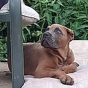 Kuda is registered to the contest to win money with this photo: brown_dog, canine, chair, cushion, dog, face, fur, garden, greenery, home_garden, leaf, looking_up, outdoor, paw, pet, plant, puppy, relaxed, resting, young_dog